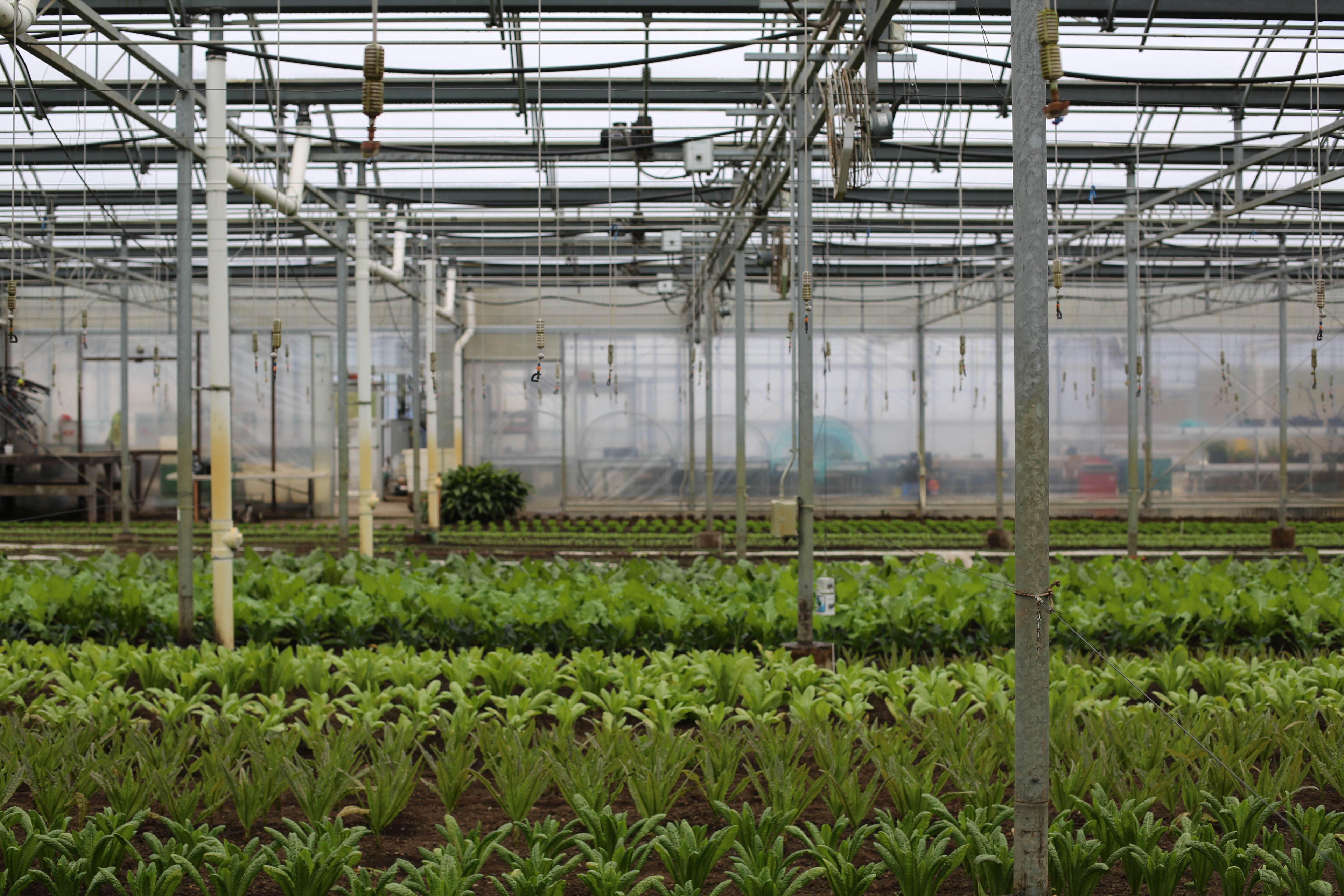 Interior of a greenhouse at Stone Barns